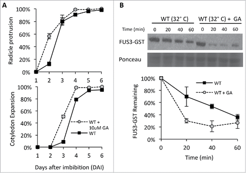 Figure 2. GA accelerates FUS3 degradation at 32°C (A) Germination rates (% radíele protrusion) and seedling growth (% cotyledon expansion) of wild type (WT) seeds imbibed at 32°C in the presence or absence of 10μM GA. Six-months-old dry seeds were sterilized and ¡mbibed on MS/Agar plates as previously described (Chiu et al., 2016). Averages from triplicates ± standard deviation (SD) are shown. (B) Immunoblots showing GST-FUS3 degradation rates in cell extraets of 3 DAI WT seeds imbibed at 32°C in the presence or absence of 10μM GA. Cell free degradation assays were performed as previously described (Chiu et al., 2016). Immunoblots were probed with 1:1000 anti-GST antibody and Ponceau S stain is shown as a loading control. A plot showing the quantification of GST-FUS3 levels in 3 biological replicates ± SD is shown.