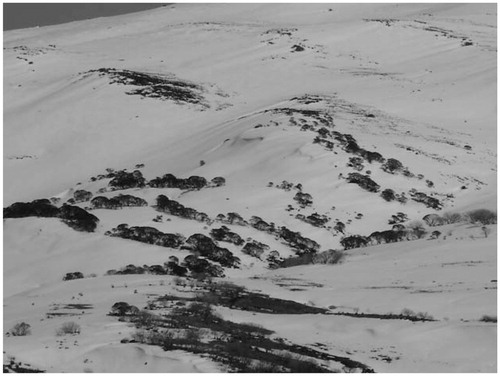 FIGURE 5. Parallel tree-limit ribbons on the southeast flanks of Mt. Twynam, Snowy Mountains, Australia.