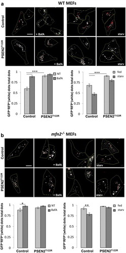 Figure 5. Autophagy flux is impaired by MFN2 ablation and PSEN2T122R expression. (a and b) MEFs (a) wt or (b) mfn2−/− (control or PSEN2T122R-expressing) were transfected with cDNA for the mCherry-GFP-LC3 probe and incubated, or not (not-treated, NT), with BafA (100 nM) for 8 h (left), or subjected, or not, to starvation for 2 h (right). Cells were then analyzed by confocal microscopy for GFP (Ex, 488 nm) and mCherry (Ex, 555 nm) fluorescence. Representative confocal images (white and red dots represent autophagosomes and autolysosomes, respectively) and quantification of white dots (GFP+RFP+) over total dots [(GFP+RFP+) plus RFP+] are shown. Scale bar, 20 µm. Mean ± SEM, n = 28–61 cells, from 3 independent experiments. *p < 0.05; **p < 0.01; ***p < 0.001.