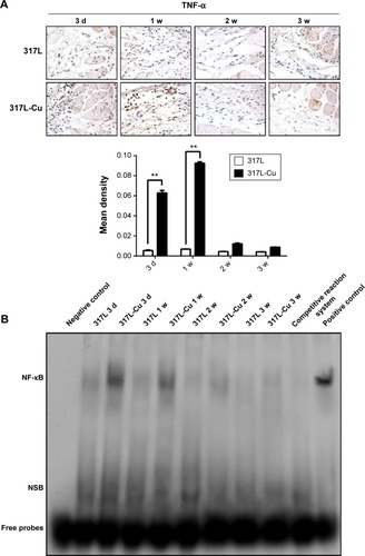 Figure 6 317L-Cu SS promoted TNF-α secretion accompanied by the activation of NF-κB signaling in the early stage of implantation.Notes: Immunohistochemistry assay of material surrounding tissues revealed that 317L-Cu SS could cause more TNF-α secretion (brown staining indicated the positive area) at 3 days and 1 week after implantation. Similarly, the amount of TNF-α significantly decreased in 2 weeks and 3 weeks (A). EMSA results showed that the activity of NF-κB signaling pathway could be significantly up-regulated by 317L-Cu SS in the early stage of implantation. At 2 weeks and 3 weeks, its activity was substantially restored to normal status (B). **P<0.01.Abbreviations: SS, stainless steel; EMSA, electrophoretic mobility shift assay; NSB, Nonspecific Binding; d, days; w, week(s).