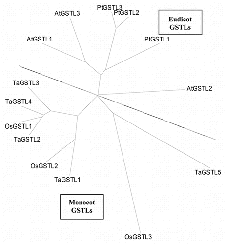 Figure 3 Deduced phylogenetic tree for GSTL polypeptide sequences from monocot (Os, Oryza sativa; Ta, Triticum aestivum) and eudicot (At, Arabidopsis thaliana; Pt, Populus trichocarpa) lineages showing that this distribution is compatible with monophyletic origins for monocot and eudicot GSTLs as indicated by the dotted line. Except for T. aestivum, sequences are taken from the genome databases. For T. aestivum, TaGSTL 1, TaGSTL 2 and TaGSTL 3 are as described in reference Citation8. TaGSTL 4 and TaGSTL 5 are derived from ESTs representative of GSTL clades 4 and 5 respectively.Citation8