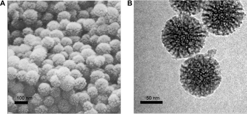 Figure 1 SEM (A) and TEM (B) images of MSNs.Abbreviations: MSN, mesoporous silica nanoparticle; SEM, scanning electron microscopy; TEM, transmission electron microscopy.