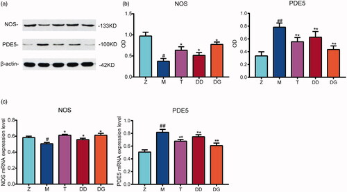 Figure 3. (a) The expression levels of two proteins (NOS, PDE5) in rats from the Z, M, T, DD, DG groups groups determined using western blotting. (b) Electrophoreto gram of two proteins (NOS, PDE5) in rats from the Z, M, T, DD, DG groups. (c) The mRNA expression levels of two proteins (NOS, PDE5) in rats from the Z, M, T, DD, DG groups determined using RT-qPCR. NOS, PDE5 Data are expressed as the mean ± SEM. Multiple comparisons analysis were conducted using ANOVA followed by t-testing. Differences with P < 0.05 were considered statistically significant. #p < 0.05 and ##p < 0.01, the M group versus the Z group; *p < 0.05 and **p < 0.01, the DD, DG groups vs the M group.