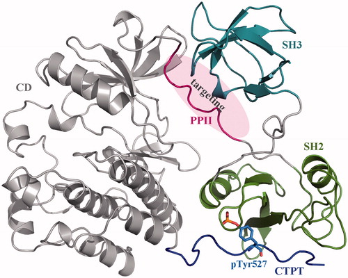 Figure 1. Crystal structure of human c-Src kinase (PDB: 2SRC). c-Src is a monomeric protein consisting of three domains (a catalytic domain CD and two peptide-recognition domains SH3 and SH2) and two SBPs (polyproline-II helical peptide PPII and C-terminal phosphorylatable tail CTPT). Phosphorylation of Tyr527 residue (pTyr527) results in CTPT binding to SH2 domain, which further induces SH3–PPII interaction. Consequently, the CD domain is locked in an autoinhibitory form.