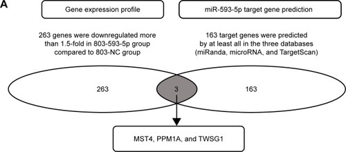Figure 6 miR-593-5p negatively regulates MST4 and relative signal pathway.