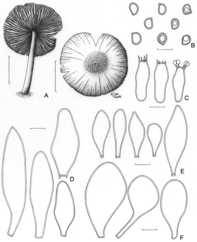 Figure 5. Pluteus dominicanus var. hyalinus (holotype). A. Basidioma. B. Basidiospores. C. Basidia. D. Pleurocystidia. E. Cheilocystidia. F. Pileipellis cells. Bars (A) = 1 cm; (B–F) = 10 μm.