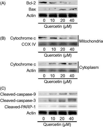 Figure 2. Quercetin stimulates mitochondrial apoptosis associated with caspase activation in HSCs. (A) Western blotting analyses of Bcl-2 family proteins, (B) cytochrome c abundance in mitochondria and cytoplasm, respectively, and (C) caspase cascades and PARP-1 in HSCs.