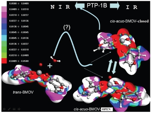 Figure 7 Energy diagram of the computed cis-trans conversion mechanism for the bioactive BMOV in its “closed-type cis-aquo”-form. In aqueous solution, the administered compound, trans-BMOV, intermediately converts into the “open-type cis-aquo-BMOV” complex being in equilibrium with the “closed-type cis-aquo-BMOV”. Note, the activated transition complex of the reaction trans-BMOV + H2O remains hitherto unknown. NIR, normal insulin response; IR, state of insulin resistance.