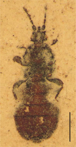 Figure 2  Compression of Aneurus sp. from Foulden Maar, photomicrograph (OU44555); scale bar = 1 mm.