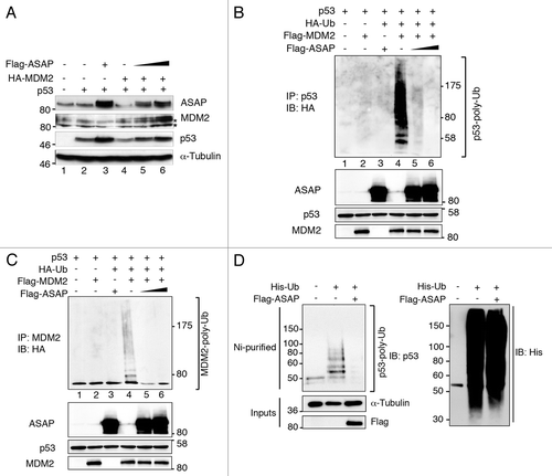 Figure 6. ASAP inhibits MDM2-mediated p53 ubiquitination and degradation. (A) p53−/− SaOS-2 cells were transiently transfected with empty pcDNA3 vector, HA-MDM2, p53 and increasing amounts of Flag-ASAP (1 and 1.5 µg) expression plasmids. Immunoblotting was performed 24 h later with the indicated antibodies. Asterisks (*) indicate non-specific bands. α-Tubulin was included as loading control. (B) HEK293T cells were transiently transfected with p53 (500 ng), Flag-MDM2 (200 ng), HA-Ubiquitin (1.5 µg) and Flag-ASAP (6 and 7 µg) plasmids for 48 h, treated with 40 µM MG132 for 3 h and harvested. Cell lysates were immunoprecipitated with anti-p53 antibodies. Ubiquitinated forms of precipitated p53 were visualized using an anti-HA antibody. Western blotting of cell lysates performed with the indicated antibodies to detect the transfected proteins is shown below. (C) Cell lysates processed in Figure 7B were used in parallel for this experiment: HEK293T cells were transiently transfected with p53 (500 ng), Flag-MDM2 (200 ng), HA-Ubiquitin (1.5 µg) and Flag-ASAP (6 and 7 µg) plasmids for 48 h, treated with 40 µM MG132 for 3 h and harvested. Cell lysates were immunoprecipitated with anti-MDM2 antibodies. Ubiquitinated forms of precipitated MDM2 were visualized using an anti-HA antibody. Western blotting of cell lysates performed with the indicated antibodies to detect the transfected proteins is shown. (D) U2OS cells were transiently transfected with 6xHis-Ubiquitin (5 µg) and Flag-ASAP (7 µg) plasmids for 48 h, treated with 40 µM MG132 for 3h. Ni+-purified 6xHis-Ub-conjugated proteins were probed either for the presence of endogenous ubiquitinated p53 using an anti-p53 (DO-1) (left) or an anti-His antibody (right). Cell lysates were analyzed by western blotting with the indicated antibodies (Input).