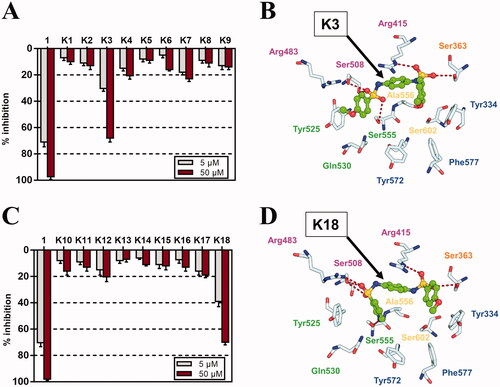 Figure 3. Inhibitory activities of derivatives K1–K18 against Keap1-Nrf PPI by FP assay. (A) Inhibitory rates of K1–K9 towards Keap1-Nrf2 PPI at 5 μM and 50 μM. (B) Binding mode of K3 with Keap1 using molecular docking. (C) Inhibitory rates of K10–K18 towards Keap1-Nrf2 PPI at 5 μM and 50 μM. (D) Binding mode of K18 with Keap1 using molecular docking.