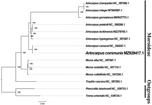 Figure 1. The best ML phylogeny recovered from 14 complete plastome sequences using RAxML.