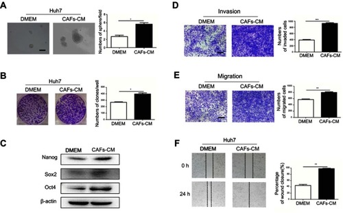 Figure 2 CAFs promote stemness of HCC cells in vitro. Huh7 cells were cultured in CAFs-CM for 48 h. Then the HCC cells were used to perform sphere-forming (A), colony-forming (B), transwell assays (D+E) and wound healing assay (F).The expression of stemness-associated genes in Huh7 cells treated with CAFs-CM were detected by Western blotting (C). Scale bar, 200 µm. Data are shown as the means± SD from at least three independent experiments (*P<0.05, **P<0.01, ***P<0.001).Abbreviations: HCC, hepatocellular carcinoma ; CAFs, cancer-associated fibroblasts; CM, conditioned medium.