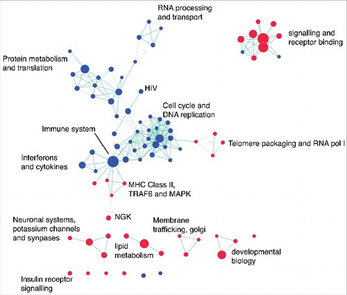 Figure 3. Network analysis identifies common pathways altered by HDAC inhibition. Gene set enrichment results for REACTOME pathways altered by HDAC inhibition were visualized using Enrichment Map in Cytoscape (FDR P value <0.05; overlap coefficient cut-off 0.8, combined constant 0.5). Clusters were broadly classified based on biological function. The node colors indicate pathway activation (red) or suppression (blue). Green lines indicate the overlap between two nodes.