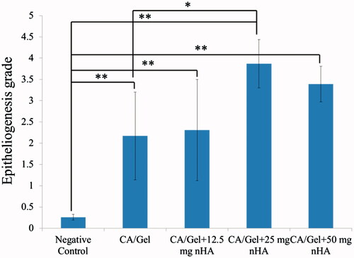 Figure 7. Epithelialization of healed incisions in rats at 14 d. Negative control: sterile gauze-treated wound, *p < .05, **p < .01.