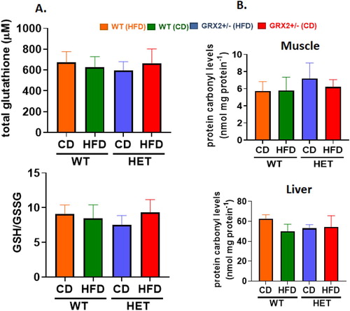 Figure 2. WT and GRX2+/− female mice fed a CD or HFD do not display any changes in glutathione redox buffering capacity or development of oxidative stress. (A) Total serum glutathione levels and the ratio of GSH to GSSG. (B) Mitochondria from muscle and liver tissue were isolated and examined for the presence of 4-hydroxy-2-nonenal/protein adducts. N = 4, mean ± SEM, one-way ANOVA with a Tukey's post-hoc test.