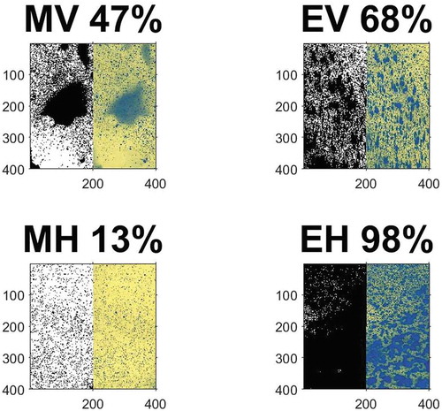 Figure 3. Sample image of four water-sensitive paper cards (right) and their respective binary image (left) side by side. Boarders of card images have been cropped to minimize artifacts. Images are labeled MV, EV, MH, and EH to indicate their plant row location and card orientation: middle, edge, horizontal, and vertical. Program calculated coverage is shown above each image.