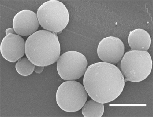 Figure 1 The morphology of bFGF-PLGA MS (observed by an FEI Quanta 200 scanning electron microscope; FEI, Hillsboro, OR, USA).