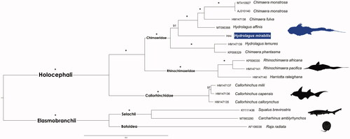 Figure 1. Maximum likelihood phylogenetic tree based on 13 concatenated protein-coding genes of 12 Holocephali and three outgroups Elasmobranchii mitogenomes. GenBank accession numbers are shown ahead of species names. The * above the branches indicates both posterior probabilities and bootstrap support values above 99%.