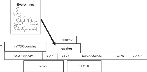 Figure 2 mTORC1, mammalian target of rapamycin complex 1, consists of mTOR, raptor (regulatory protein of mTOR), and mLST8 (mammalian lethal with SEC 13). An additional component, PRAS40, has been omitted (see text). mTOR domainsCitation27 are shown in italics. The serine/threonine kinase catalytic activity is inhibited by the binding to FRB (FKBP12-rapamycin binding protein) of the rapalog-FKBP12 complex (rapamycin analogs complexed to the cytophilin FK-506 binding protein 12 kD).