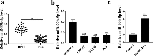 Figure 1. MiR-99b-5p was downregulated in PCa tissues and upregulated in HBMSCs-derived exosomes. The expression of miR-99b-5p in PCa tissues (n = 30) (a), PCa cell lines (b) and HBMSCs-derived exosomes (c) was detected by qRT-PCR. ** p < 0.01, *** p < 0.001.