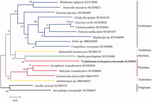 Figure 1. The maximum-likelihood phylogenetic analysis of 17 tachinid species based on the combined 13 PCGs. Accession numbers of mitochondrial sequences used in the phylogenetic analysis are listed after scientific name. *Species documented in this study.