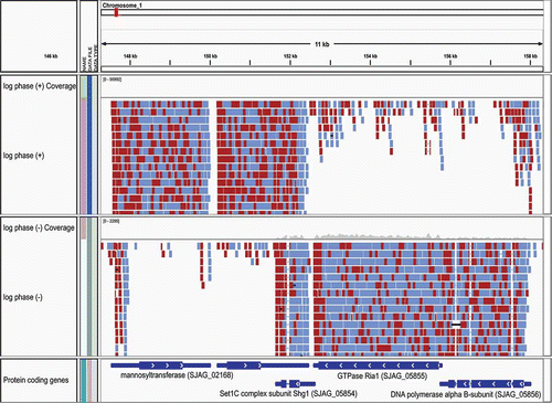 Figure 1. Strand-specific RNA-Seq reads aligned to the Schizosaccharomyces japonicus genome as viewed in the Broad's Integrative Genomics Viewer. Strand-specific RNA-Seq reads are shown aligning to the top strand (top) and bottom strand (center) separately. The left and right RNA-Seq paired fragment reads are colored red and light blue, respectively. The reference gene structure annotations for this 11-kb region of the genome is shown at bottom colored dark blue.