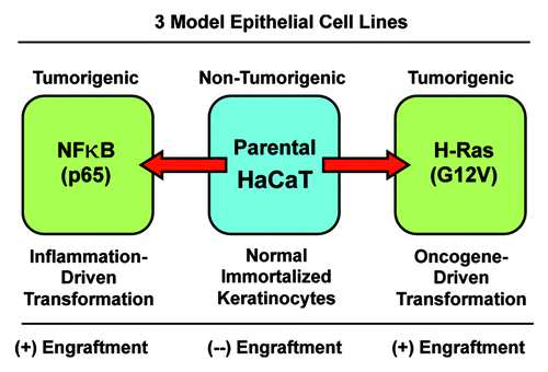 Figure 1. The HaCaT cell system: Immortalized and transformed with oncogenes. HaCaT cells are immortalized epidermal keratinocytes, but they are not transformed, and they do not form tumors in immunodeficient mice. However, overexpression of activated H-Ras (G12V) or NFkB (p65 subunit) drives cell transformation, and confers the capacity for tumor cell engraftment, leading to tumor formation in nude mice. Thus, phenotypic comparisons of these 3 matched cell lines should allow one to better understand the metabolic requirements for successful tumor cell engraftment within the naïve host microenvironment.