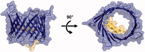 Figure 1. Structure of the open state of hVDAC1 in LDAO micelles (PDBID:2JK4)Citation15. Left: side (membrane) view. Right: top (cytoplasm) view. The barrel pore is coloured in blue and the alpha helix in yellow.