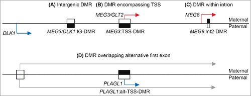 Figure 1. Schematic overview of the naming system for imprinted DMRs. The upper panel shows the three imprinted DMRs located within the chromosome 14q32.2 domain depicting (A) an intergenic DMR, (B) a DMR overlapping a transcription start site, and (C) an intronic DMR. The lower panel illustrates a DMR associated with (D) an alternative first exon as found within the PLAGL1 locus on chromosome 6q24. Black boxes represent methylated regions while open boxes are unmethylated. Blue arrows signify paternally expressed genes, red arrows denote maternally expressed genes, and gray arrows are biallelically expressed transcripts.Webpage URLsEUCID.net webpage. www.imprinting-disorders.eu285 Locus Reference Genomic identifier. www.lrg-sequence.orgHGVS nomenclature webpage. www.HGVS.org/varnomen