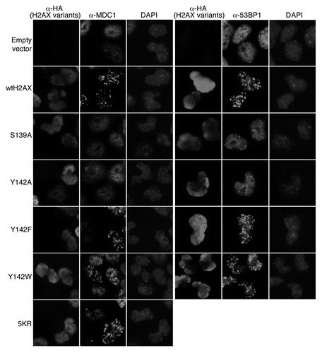 Figure 4 Effect of H2AX mutations on IR-induced focus formation of MDC1 and 53BP1. H2AX−/− ES cells were transiently transfected, in parallel, with mammalian expression vectors encoding H2AX Y142 mutants or ubiquitination mutant 5KR and then treated with 10 Gy of IR. Cells were immunostained for HA-H2AX species, MDC1 and 53BP1. DAPI staining is also shown.