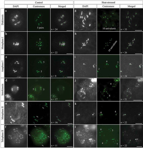 Figure 3. Centromeric FISH analysis of heat-stressed PMCs. A-F, Diakinesis- (a), metaphase Ι- (b), anaphase Ι- (c), interkinesis- (d), metaphase ΙΙ- (e) and telophase ΙΙ-stage (f) PMCs in control plants. G-L, diakinesis- (g), metaphase Ι- (h), anaphase Ι- (i), interkinesis- (j) metaphase ΙΙ- (k) and telophase ΙΙ-stage (l) PMCs in heat-stressed plants. Chromosomes are stained by DAPI, and centromeres are labeled by centromere-specific cen180_oligo2/5/6 probe, and displayed by green. Bifluorescence are shown by merged cells. Numbers displayed in the Centromere columns represent the number of chromosomes. n in the Merged columns indicates the number of cells observed with the corresponding phenotypes. Scale bars = 10 μm.