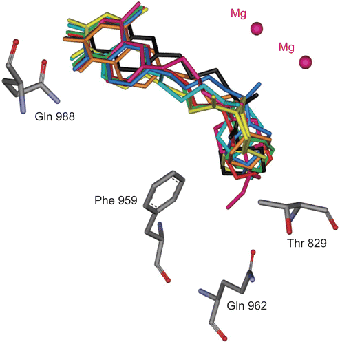 Figure 4.  Superimposition of the consensus bonding conformations of cilostamide (black), 4c-d and 4h-m in green stick in the PDE3B active site. (Protein Data Bank: 11 SO)