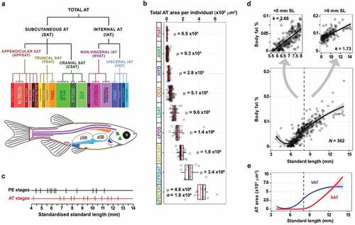 Figure 1. Quantitative analysis of adiposity in zebrafish. a. Tree documenting the 34 regionally distinct adipose tissues and their anatomical relatedness. See Minchin et al., (2017)[Citation51] for further details. Total adipose tissue is first divided into internal (IAT) and subcutaneous (SAT) adipose. Schematic of zebrafish details anatomic location of each adipose tissue (colour coded). b. Quantification of the increase in total adipose area as zebrafish grow. The nine categories (PVAT, AVAT, HYD, OCU, LSAT, cPOS, AFCSAT, CFRSAT and aPECSAT) represent post-embryonic stages of zebrafish development as detailed in Minchin et al., (2017) [Citation51]. c. Representation of the standardised standard lengths at which established post-embryonic (PE) stages have been identified, together with the adipose tissue (AT) stages identified in Minchin et al., (2017) [Citation51]. d. Graph showing body fat % relative to standard length. Note the change in the slope of the line from ~8 mm standard length (lower graph). Upper graphs show datapoints from <8 mm (upper left graph) or >8 mm (upper right graph). Note the decrease in allometric growth rate (k) in fish >8 mm. These data show that the rate of body fat accumulation slows after 8 mm SL coincident with the appearance and diversification of SAT. e. Graph showing the temporal dynamics of VAT and SAT accumulation in zebrafish. Note, prior to 8 mm SL VAT exhibits substantial growth, which plateaus at ~8 mm SL coincident with the appearance of SAT.