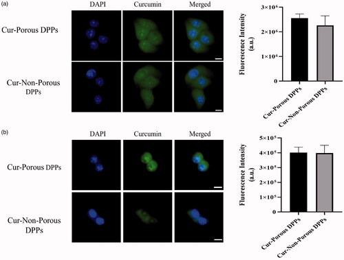 Figure 6. Cell internalization was observed by confocal fluorescence microscopy. (a) MCF 7 cells incubated with curcumin-loaded porous and non-porous DPPs. (b) Raw 264.7 cells incubated with curcumin-loaded porous and non-porous DPPs. Curcumin was released from the DPPs and diffused into the MCF 7 and Raw 264.7 cells. The nucleus was stained using DAPI. The scale bar equals 10 micrometres.