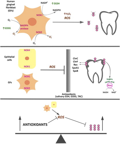 Figure 1. Antioxidants’ contribution in regulation and mechanism of action of cariogenic bacteria. Response of S. mutans to oxidative stress caused by ROS produced by neutrophils, fibroblasts, and other cells of the oral cavity is accompanied by, e.g. increased response from the bacterial enzymatic systems as intracellular NADH oxidase (Nox) in the SpxA1/ SpxB/ Rex-dependent modulation, and proteins that affect cellular redox status and are involved in the regulation of S. mutans’s metabolism. Antioxidant systems of the host (e.g. salivary GSH, GSSG, TAC) and exogenous factors (e.g. diet and hygienic habits) act in addition to antioxidant systems of bacteria.