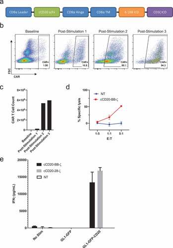 Figure 4. Design and expansion of cCD20-BB-ζ canine CAR T cells