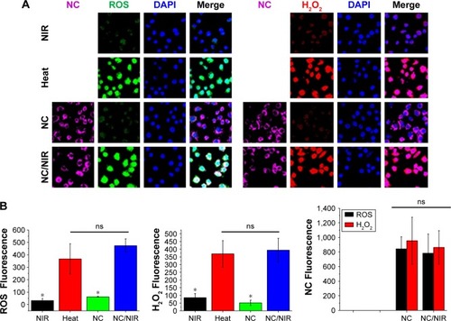 Figure 4 (A) Fluorescent images show cell interaction with different formulations. (B) Fluorescence intensity was calculated by ImageJ software, and the statistical data analysis compared with NC/NIR (cy5-). NC Fluorescence group, left: NC, right: NC/NIR).Notes: Black bar is ROS studied group; red bar is H2O2 studied group. *Statistically significant, P < 0.05.Abbreviations: H2O2, hydrogen peroxide; NC, nanocomplex; NIR, near-infrared; ns, nonsignificant; ROS, reactive oxygen species; DAPI, 4′,6-diamidino-2-phenylindole.