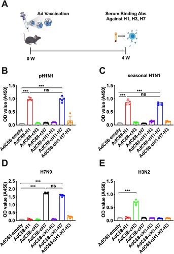 Figure 3. Binding antibody responses of mice immunized with AdC68-cHAs after 4 weeks. (A) Mice received a single vaccination of recombinant adenovirus. At 4 weeks post-immunization, the mice were bled to determine the binding antibody response against different influenza virus subtypes, including (B) pH1N1, (C) seasonal H1N1, (D) H7N9, and (E) H3N2 through ELISA. Data are shown as the mean ± SD. Statistical significance was determined using one-way ANOVA. ns, no significance; *, P < 0.05; **, P < 0.01; ***, P < 0.001.