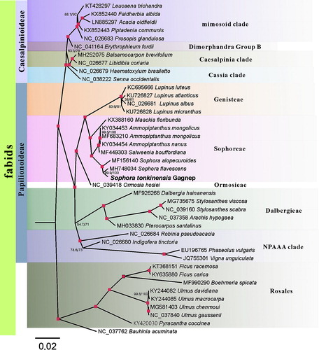 Figure 1. Phylogenetic tree yielded by maximum-likelihood (ML) analysis of 41 fabids cp genomes. Maximum-likelihood consensus tree is shown with bootstrap supports indicated by numbers besides branches. Fully resolved nodes were labeled by pink colour.