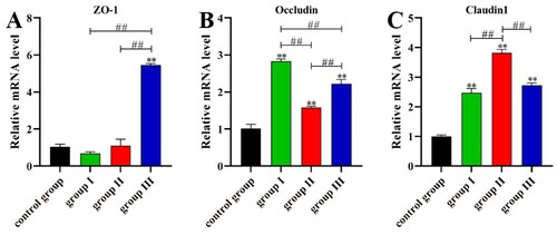 Figure 4. Effects of probiotics on TJ-related mRNA expression levels of genes in jejunum of broilers. (A) ZO-1 gene expression levels, (B) Occludin gene expression levels, (C) Claudin1 gene expression levels. * indicates significant difference compared to the corresponding control (*P < 0.05, **P < 0.01). # indicates statistically significant difference between corresponding groups (# P < 0.05, ## P < 0.01).