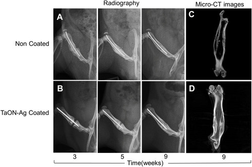 Figure 4 TaON-Ag coated Ti pin and non-coated Ti pin achieved solid bone union in femoral bone fractured rat. SD rat femoral fracture model with either TaON-Ag coated or non-coated Ti needle intramedullary fixation under sequential radiography examination 3, 5, and 9 weeks status post-surgery (A, B). Bony callus formation was observed from 3, 5 weeks s/p surgery, after which solid bone union was achieved at 9 weeks in both groups. Micro-CT image at 9 weeks status post needle fixation in non-coated group (C) and TaON-Ag coated group (D) after removal of the implant revealed solid union of the fracture site.