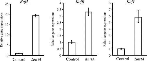 Fig. 6. Evaluation of expression of KA biosynthesis genes (kojA, kojR, and kojT) by real-time PCR.