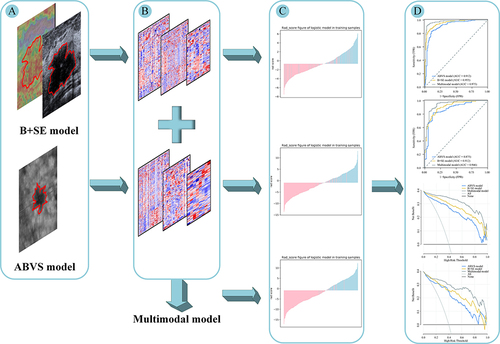 Figure 2 The methodology and process we use to build our models. (A) Outlining of areas of interest. (B) Feature extraction and filtering. (C) ABVS model, B+SE model and multimodal model were developed by multivariate logistic regression. (D) Compare and test the effectiveness of the three models.