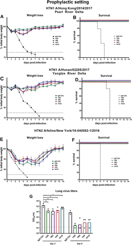 Fig. 4 Protective efficacy of mAbs in a prophylactic setting against lethal virus challenge in the mouse model.a, c, e show weight loss curves of animals pretreated (n = 5 per group) with monoclonal antibodies at a concentration of 1 mg/kg and challenged with H7N1 A/Hong Kong/2014/2017, H7N1 A/Hunan/02285/2017, or H7N2 A/feline/New York/16-040082/2016 reassortant viruses 2 h post mAb transfer. The error bars represent the standard error of the mean. The dashed black line represents treatment with a negative control IgG and the dashed gray line represents 75% weight loss. b, d, f Survival graphs showing percent survival in the different groups used in the prophylactic mouse challenge model. g The lung viral titers on days 3 and 6 post infection are shown as EID50/mL for IgG control and mAbs 1A8, 1B2, 1H5, and 1H10 (n = 3 per group). The dotted line represents the limit of detection (10 × EID50/mL). Lung virus titers of the IgG control were compared for the same day (3 or 6) in a one-way ANOVA with a Sidak post test for multiple comparison. Significance is indicated as follows: P > 0.05; *P ≤ 0.05; **P ≤ 0.01