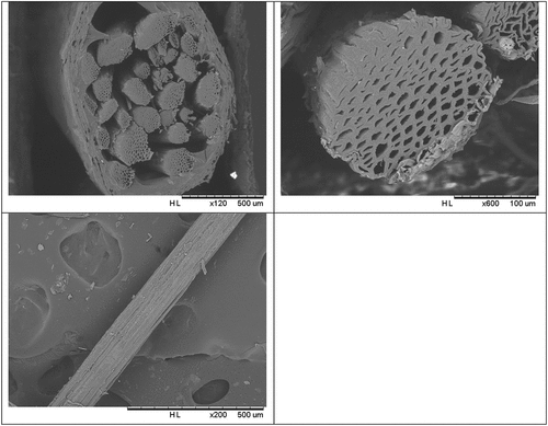 Figure 4. SEM micrographs of the cross section and surface of the fibers (FBP).