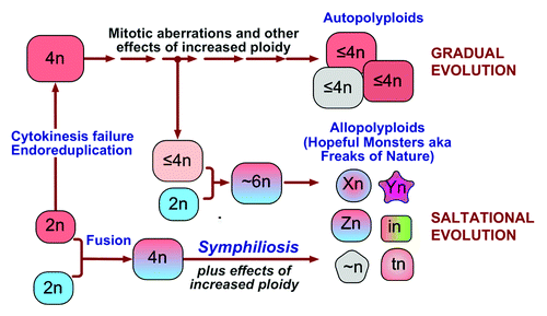 Figure 3. A model: The pathways to polyploidy have different roles in the evolution of neoplastic cells. To use plant terminology, cytokinesis failure and endoreduplication produce autopolyploid cells that are affected by mitotic aberrations and other consequences of increased ploidy, resulting in gradual evolution of the cells. Fusion of different cells results in allopolyploids, thus suddenly, within one generation, producing clones with emergent phenotypes and enabling saltational evolution. Cells of any ploidy can fuse, thus increasing the diversity of allopolyploids.