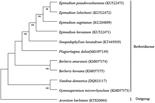 Figure 1. Using MEGA7.0, ML phylogenetic tree was constructed based on the entire chloroplast protein-coding sequences of ten Berberdaceae species including P. dubia and Aconitum barbatum of Ranunculaceae as an outgroup.