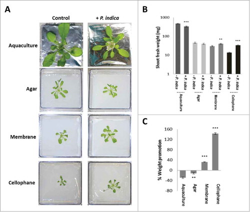 Figure 1. A. thaliana seedlings grown under long day light condition (65 µmol m−2 sec−1) and different access to the nutrients in PNM medium (aquaculture, agar, membrane or cellophane) with or without P. indica. (A) Typical pictures of the seedlings after 30 days of co-cultivation under the four different conditions. (B) Shoot fresh weights of 30 day-old seedlings shown in A. (C) Weight promotion of the shoots by P. indica (in %) relative to the uncolonized control. For statistics, cf. Materials and Methods.