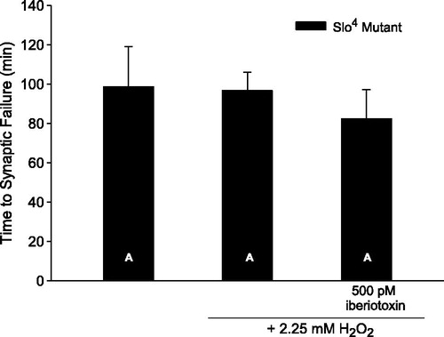 Figure 5. Iberiotoxin does not possess major off-target effects using this experimental model. Administration of BK channel inhibitor iberiotoxin does not significantly alter time to synaptic failure in Slo4 mutant larvae [one-way ANOVA, F(2, 16), p = .736], suggesting that iberiotoxin does not possess any major off-target effects at the Drosophila larval NMJ. Vertical bar chart is shown as mean ± SEM. n = 4–6 preparations per group.